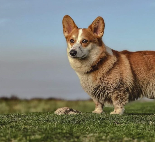 Assistance Dog Training Post 2