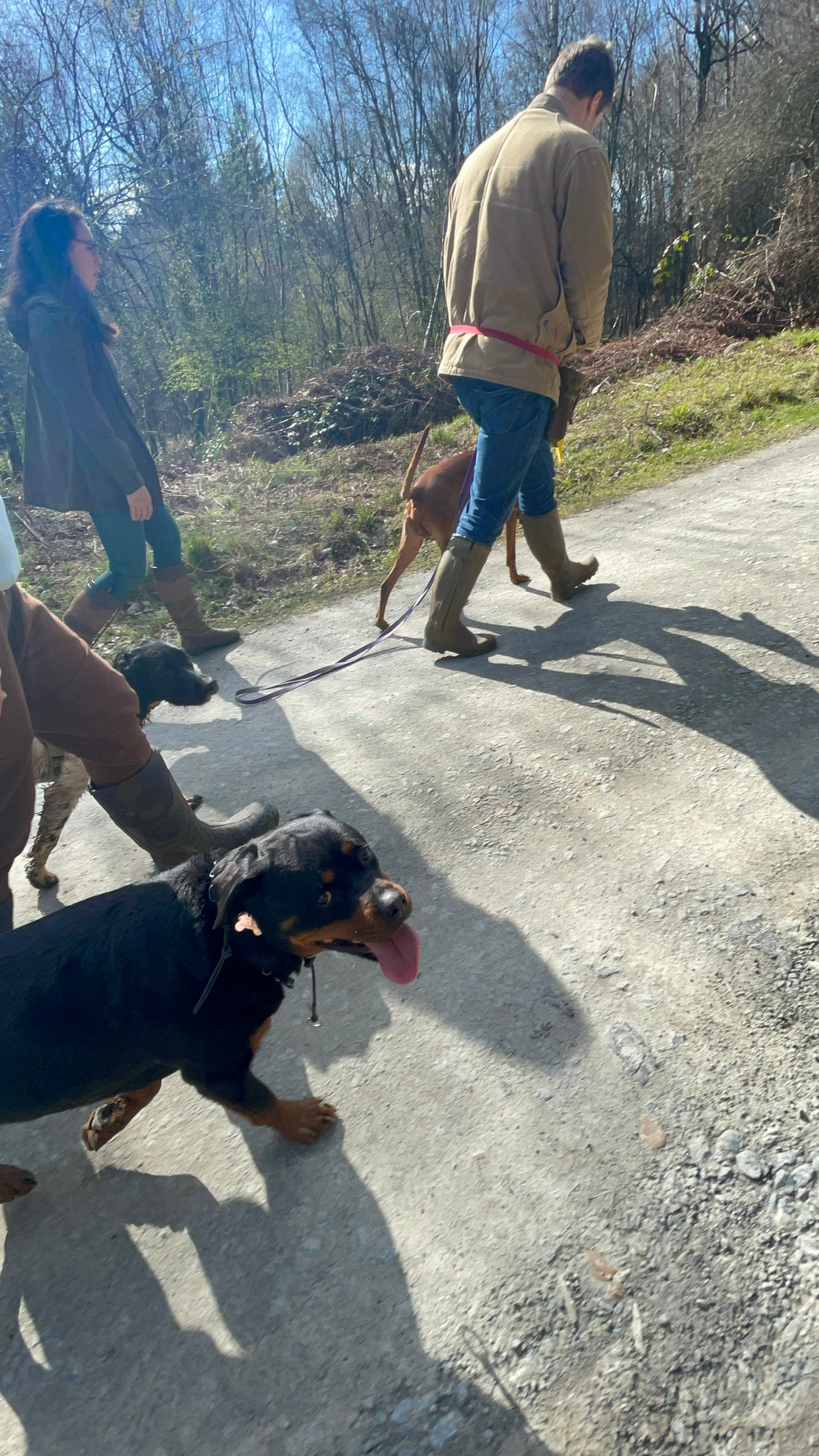 Canines Assemble (Group Walks)