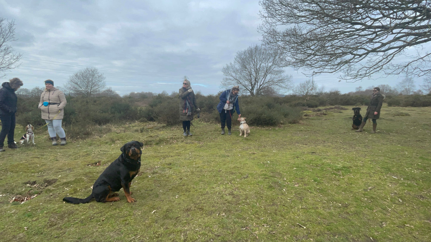 Canines Assemble (Group Walks)