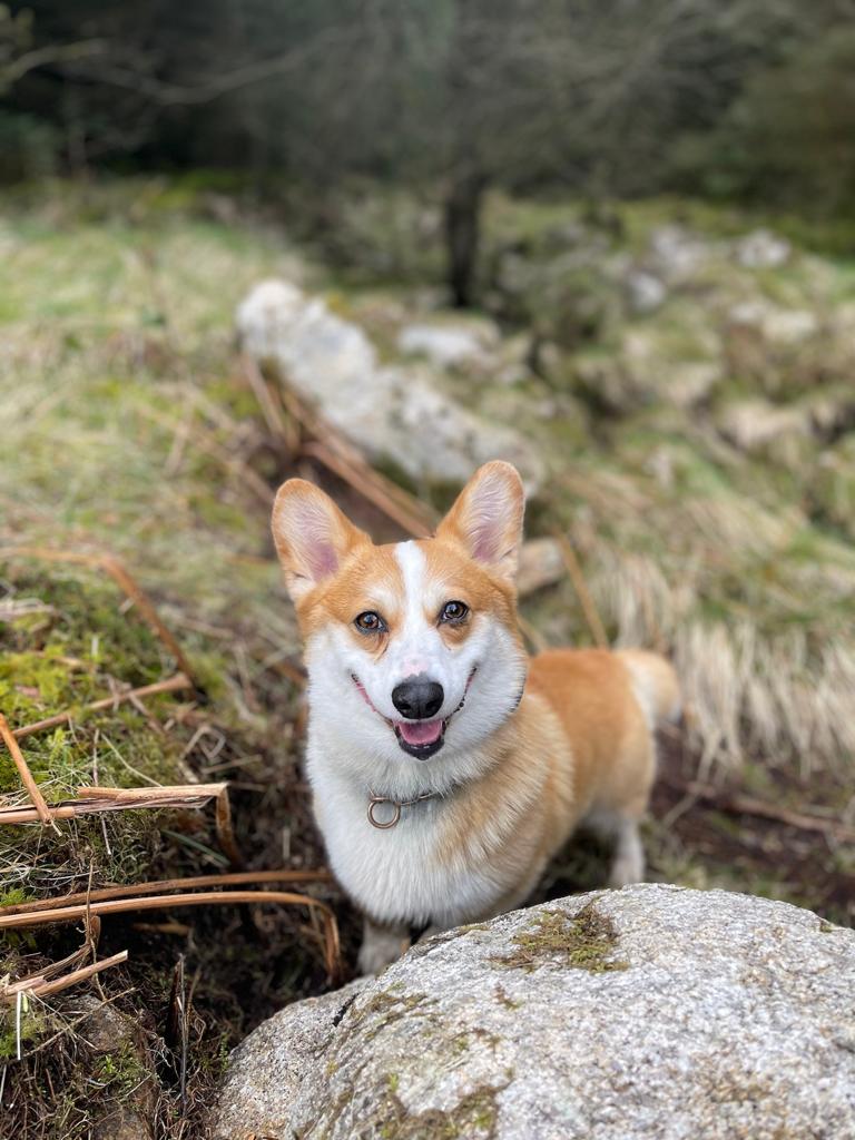 Canines Assemble (Group Walks)